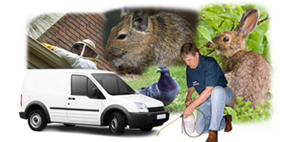 Wolverhampton local van